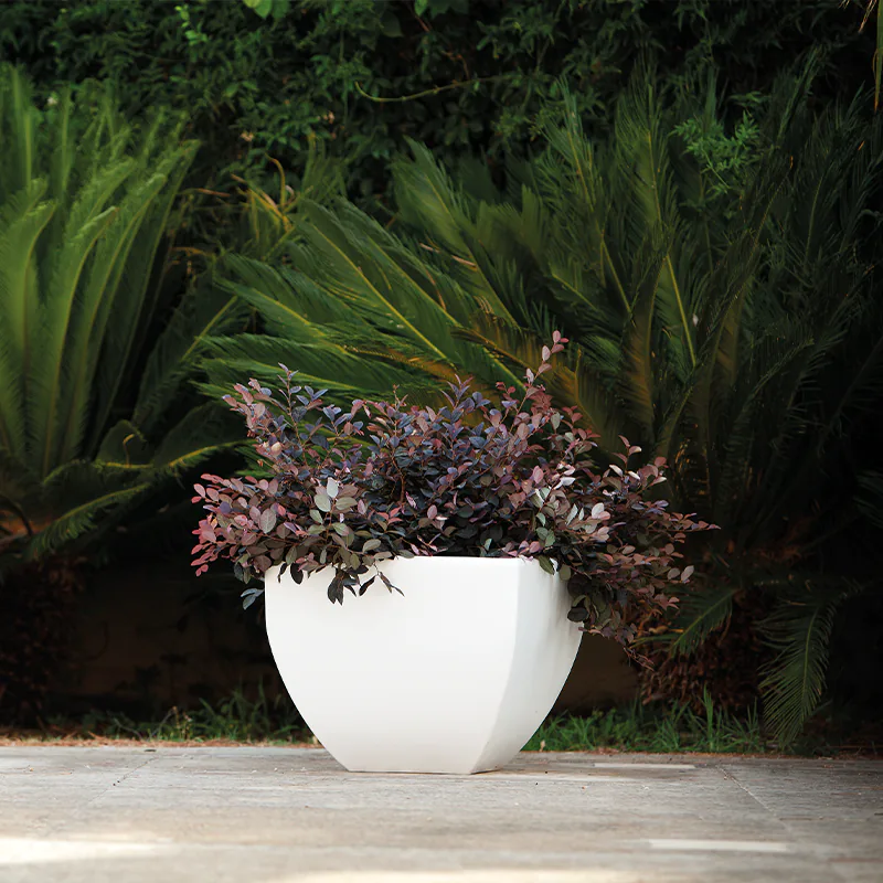 kloris-mediterraneo-vaso