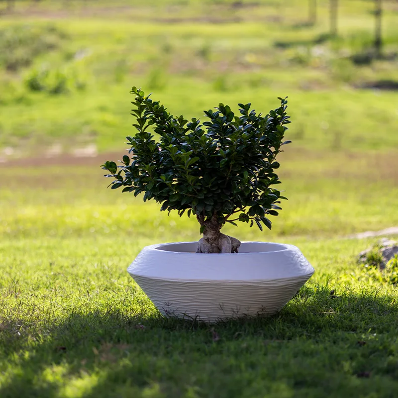 Kloris vaso Olimpico rustico