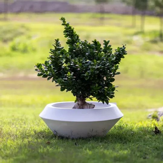 kloris-olimpico-vaso