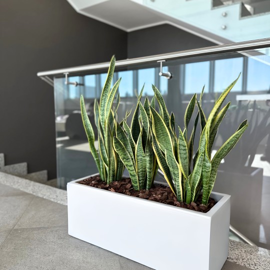 vaso-rettangolare-oasi-interno